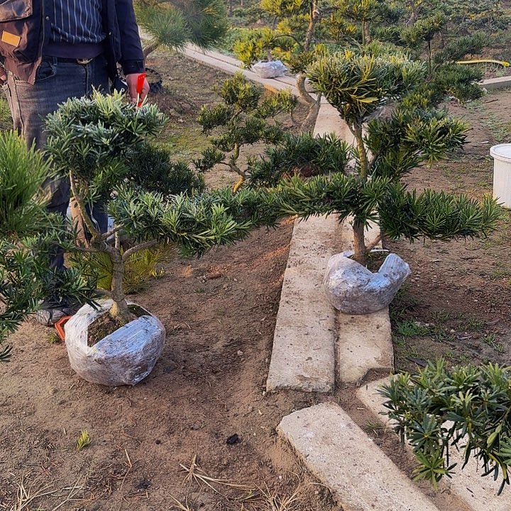 罗汉松高度60左右包邮