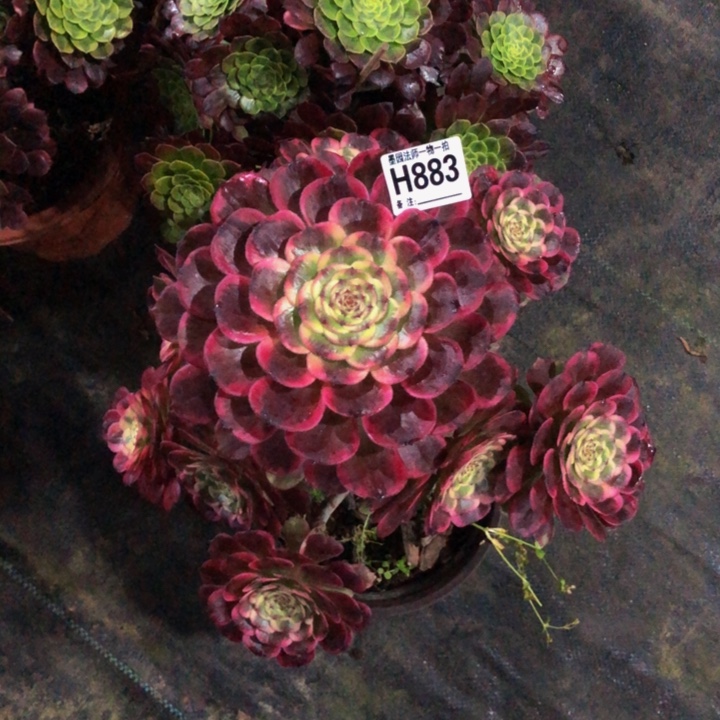 黑金钢多肉88300000000