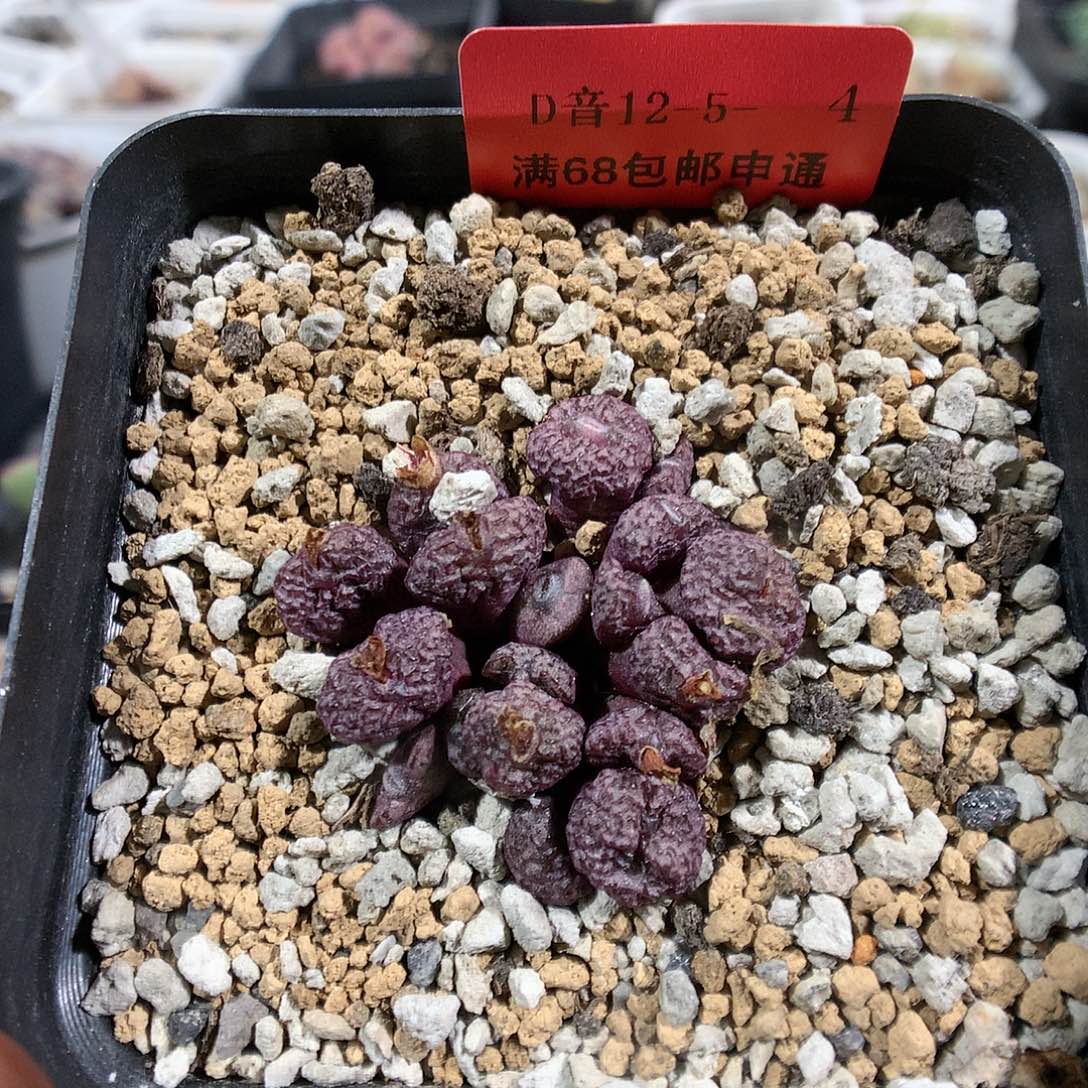 12-5-4       群生小s