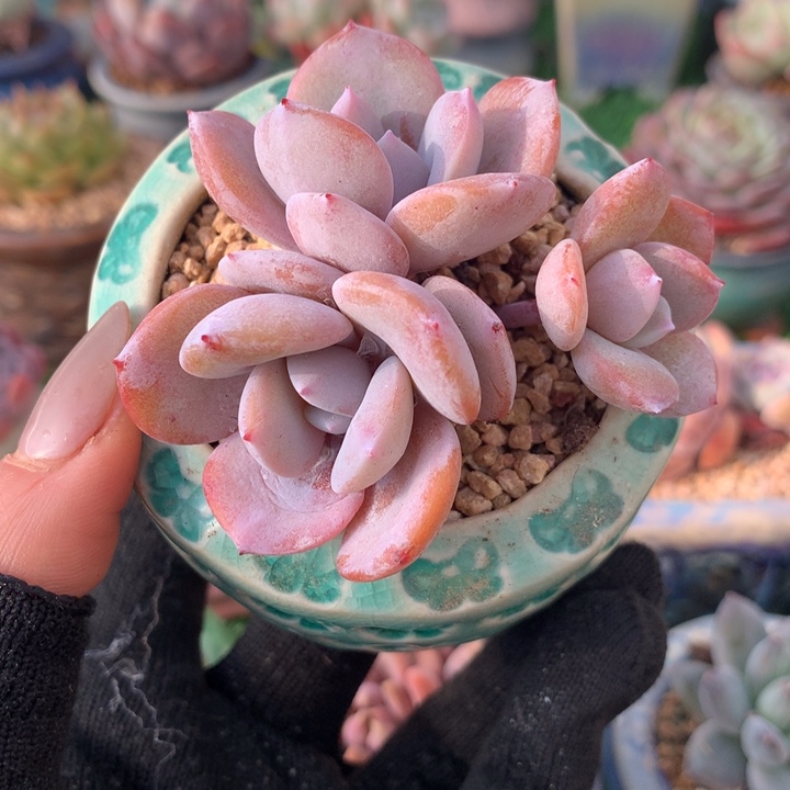带盆   奶茶              