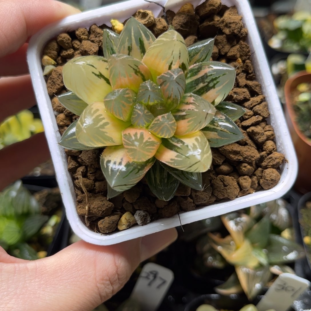 309龙爪玉露锦一物一拍