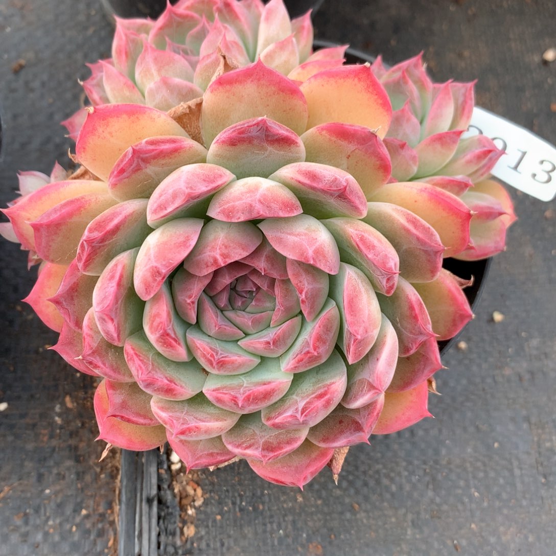 张*然2013杂交多肉植物基地