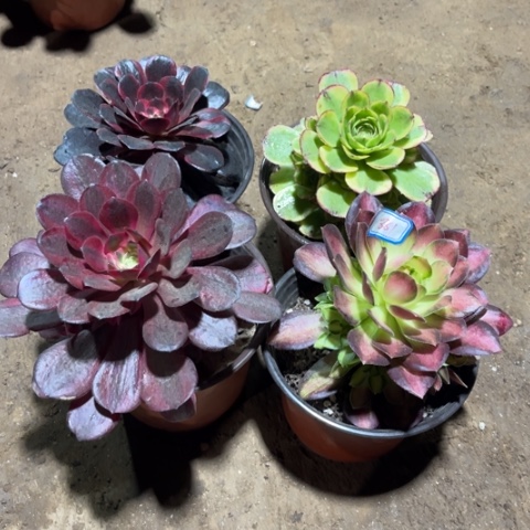 861多肉植物组合