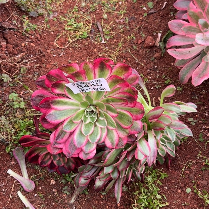 组合8445多肉植物法师