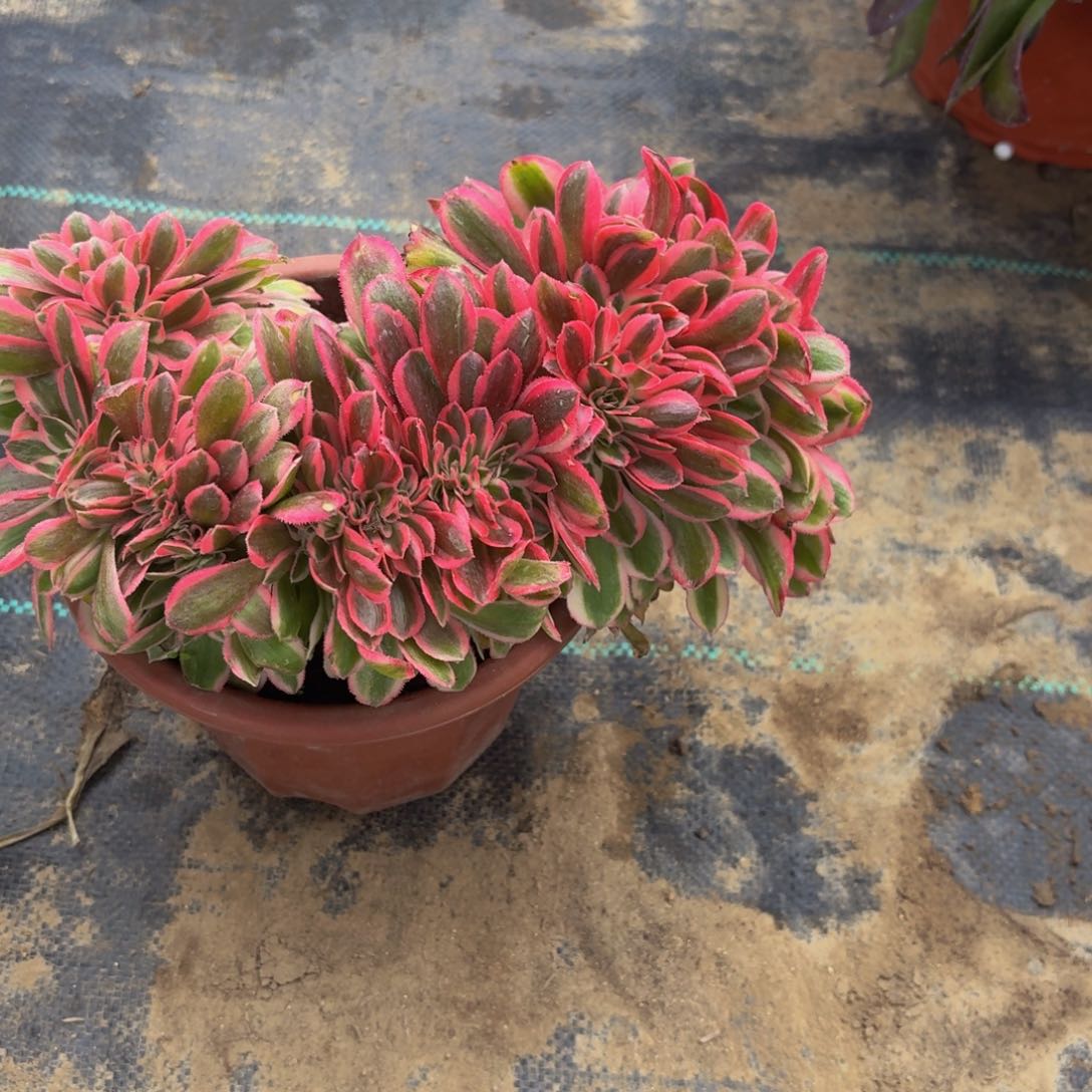 女巫缀多肉植物上盆