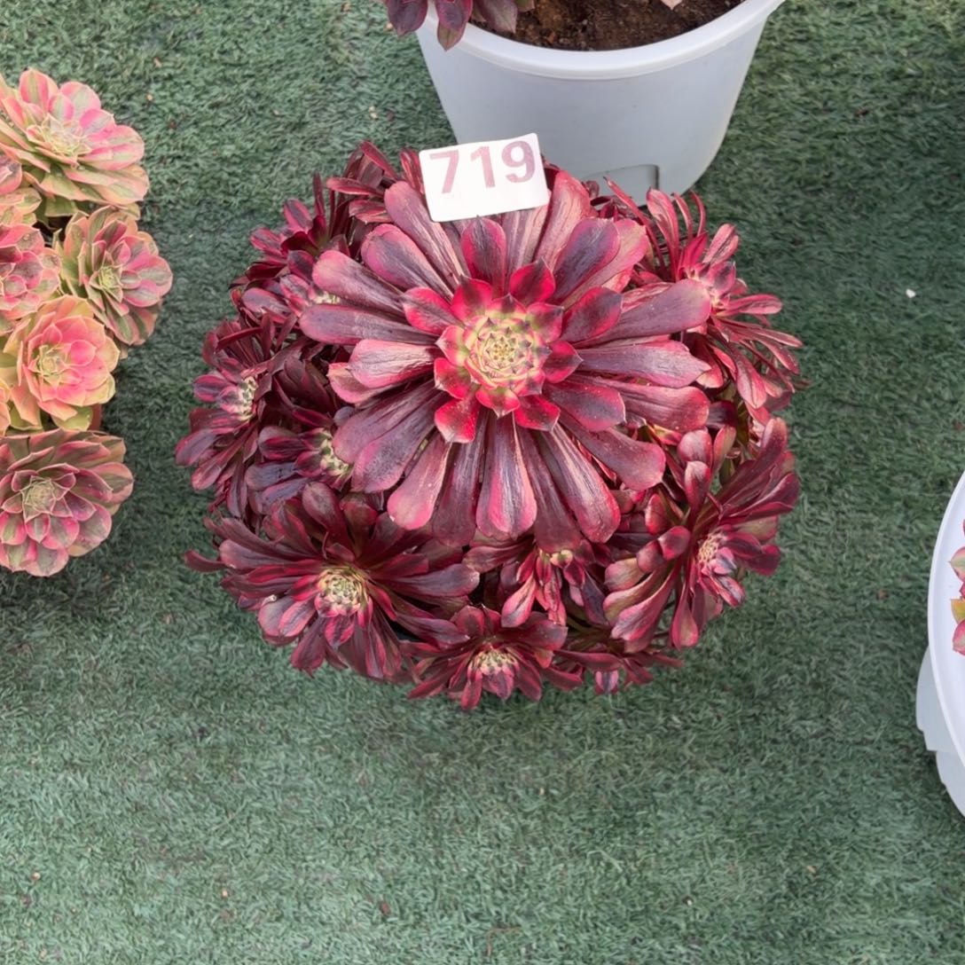 719！美姬法师多肉植物