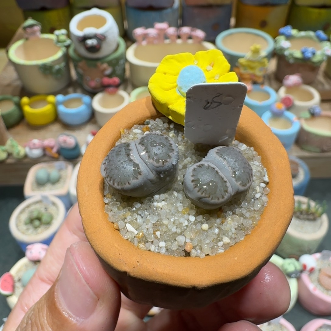 蘑菇1071芥末绿饼多肉植物