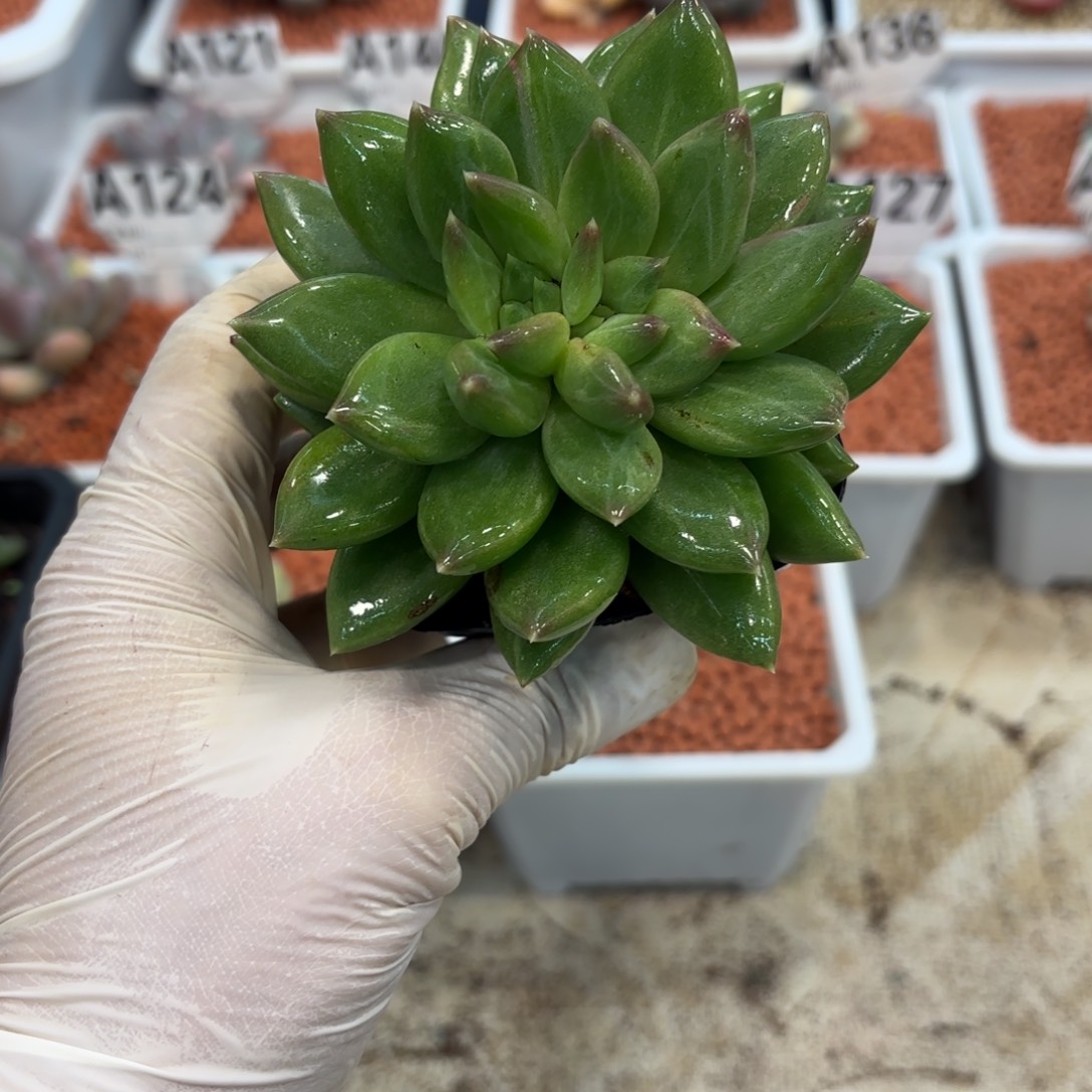 喵****1204多肉植物雪戴丽拉丝