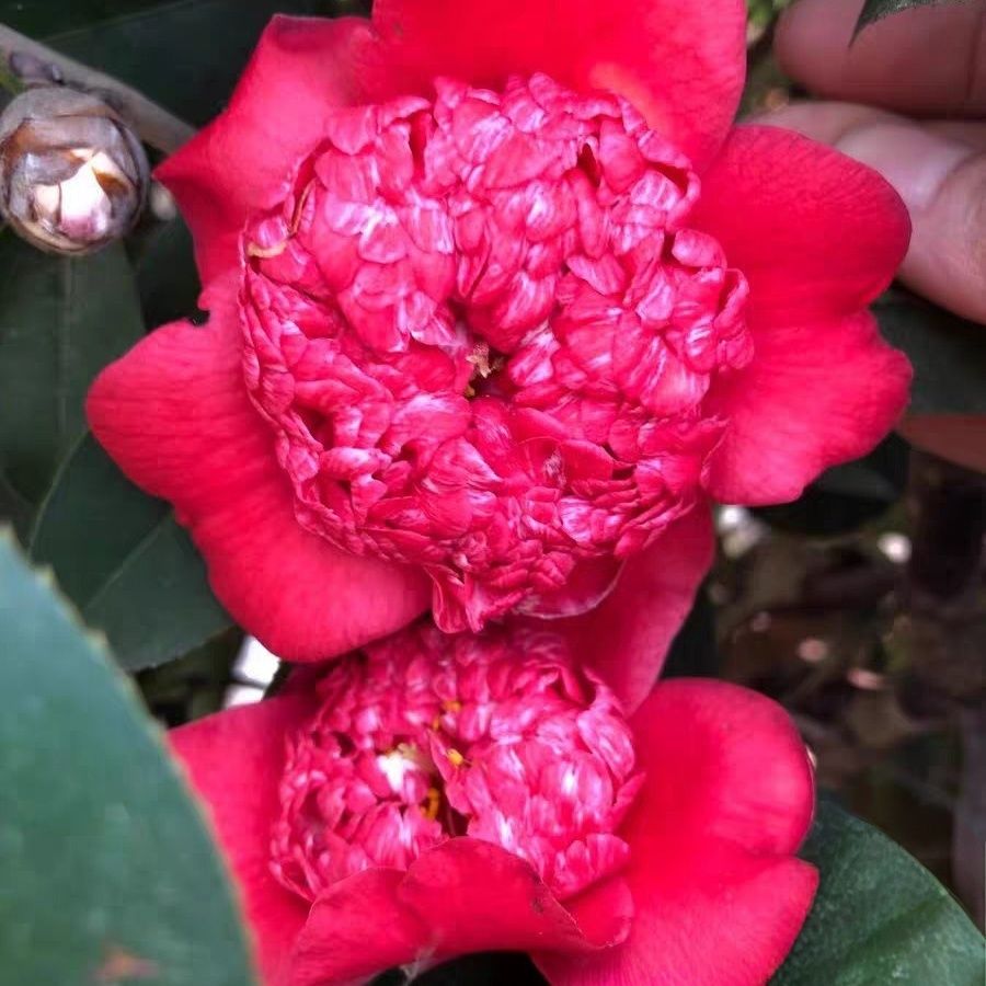 【金盘荔枝稀有品种】山茶花树苗耐寒耐热四季常青地栽盆栽花卉绿植