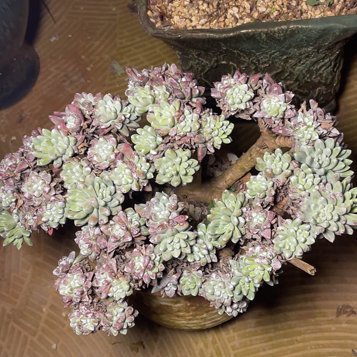 【闪购商品】法姆老庄