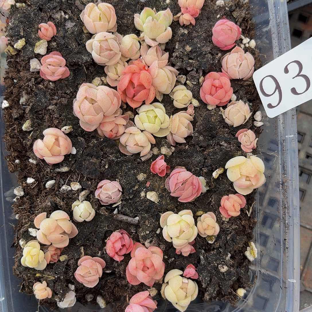 多肉植物多肉植物836