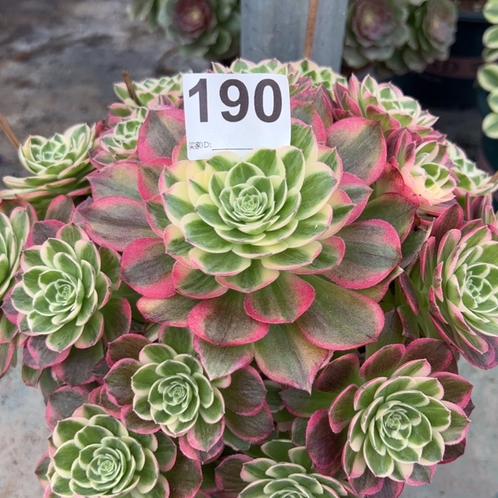 190海王22厘米左右