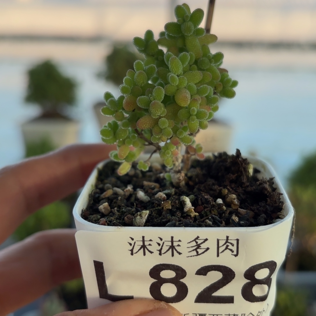 828蜜橘糖球枝干下播