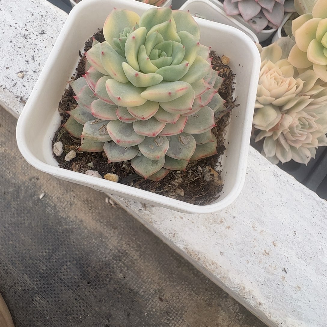 贝***1多肉植物多肉植物