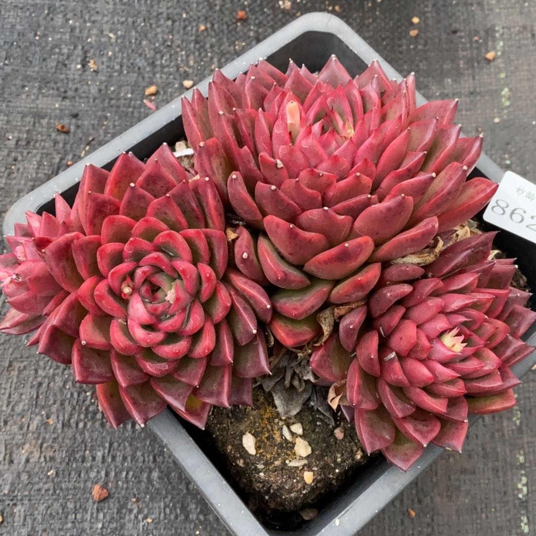 8626杂交精品多肉老桩