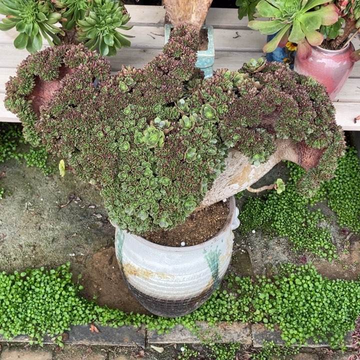 绿***夭法师老桩缀化万圣节
