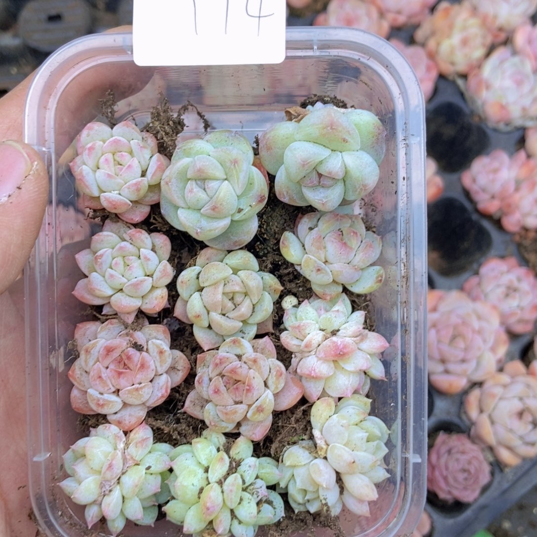 春泥家框拍链接T14