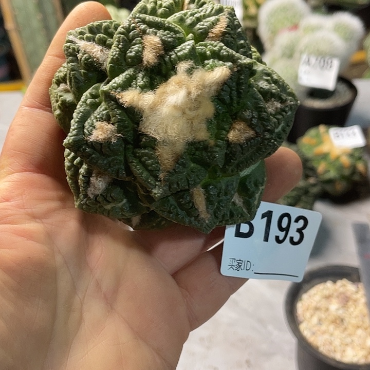 完全开放193龟甲一个