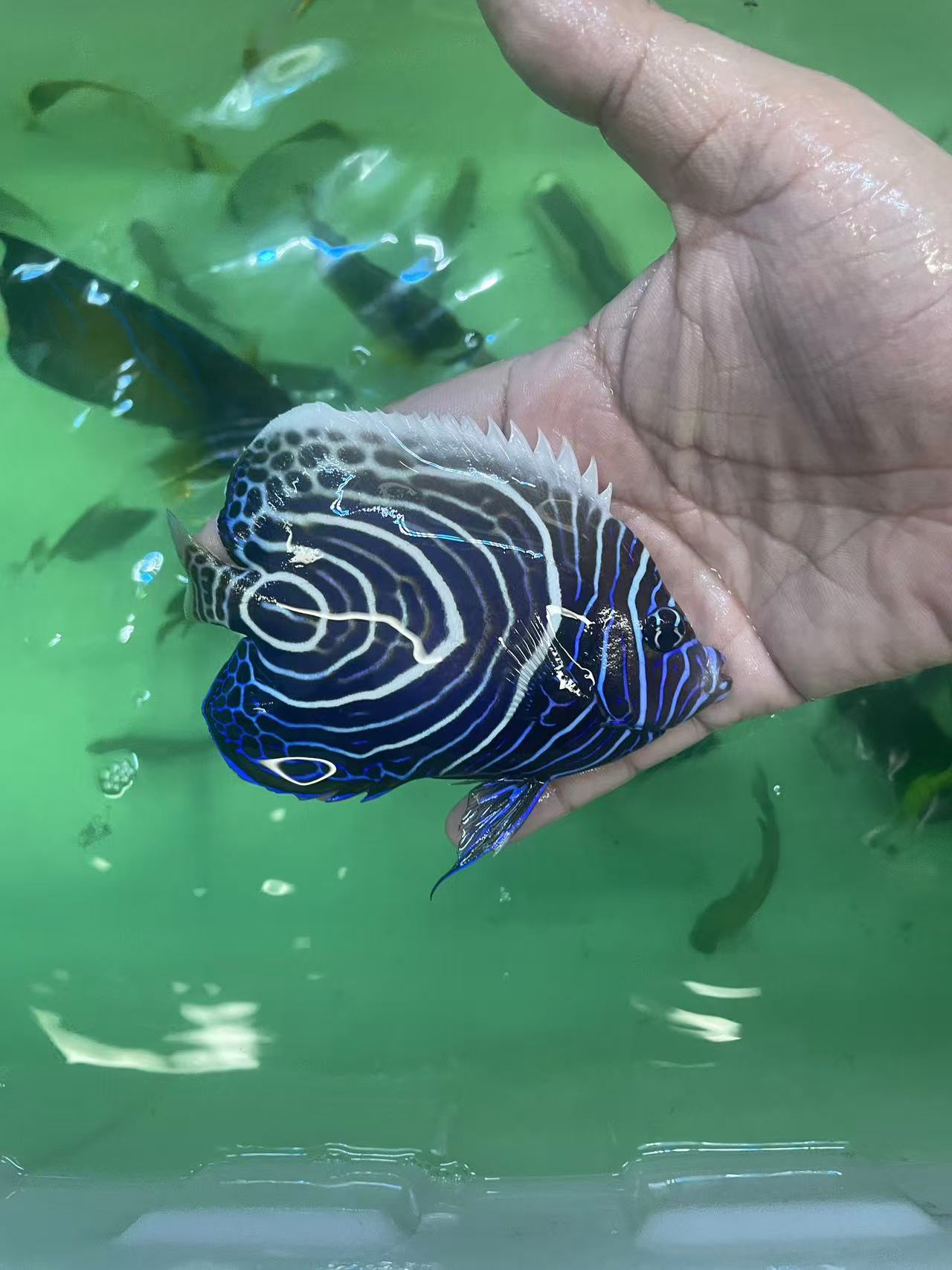 海水观赏鱼蓝圈15包装运费到付