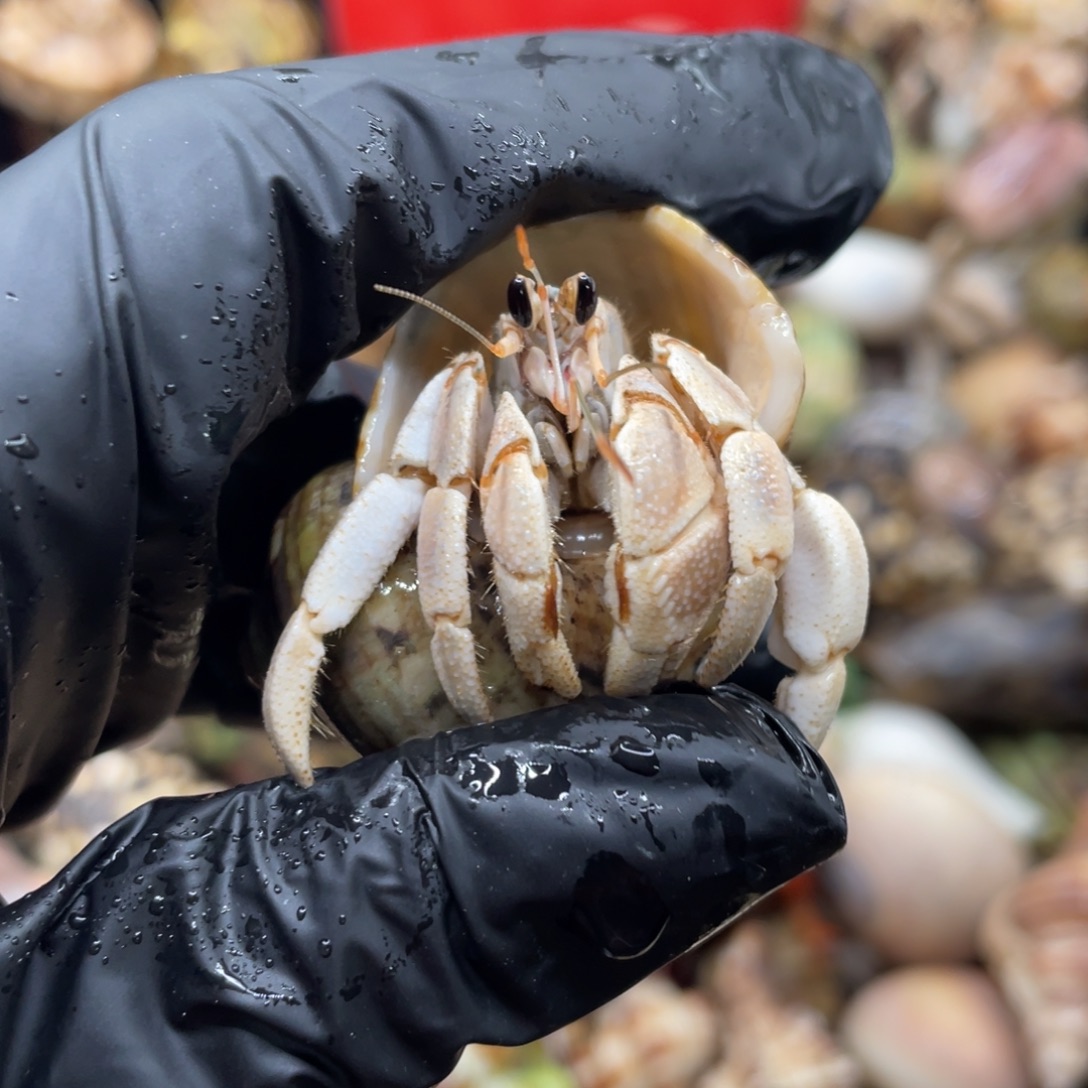 不退不换谢谢支持30