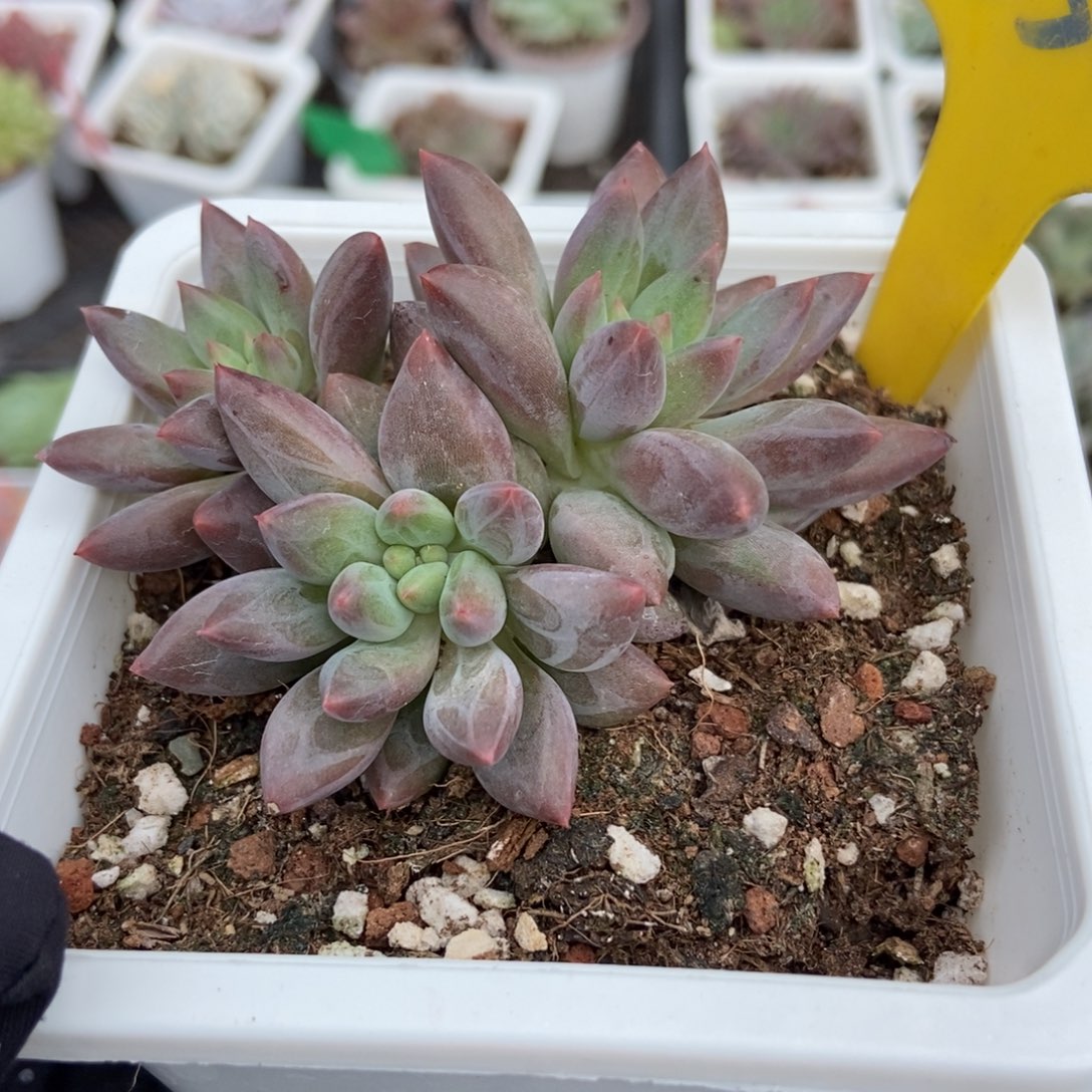 856车厘子多肉植物