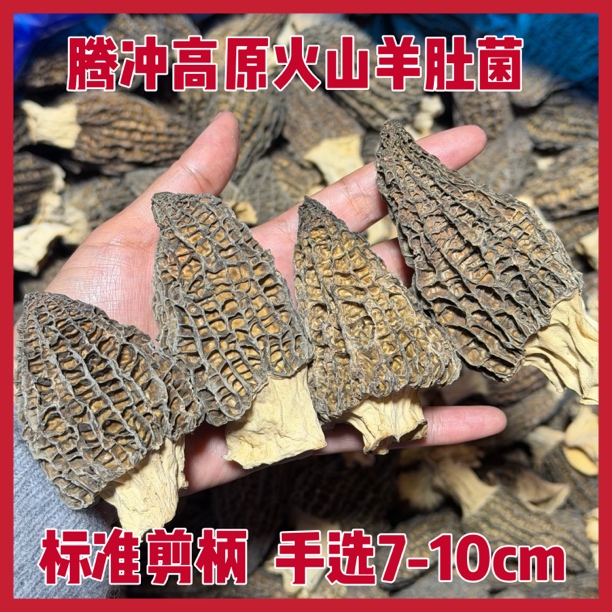 4号7-10cm云南腾冲高原火山羊肚菌头茬无硫干货煲汤鲜美