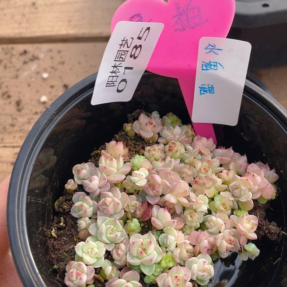 量拍多肉植物多肉植物185