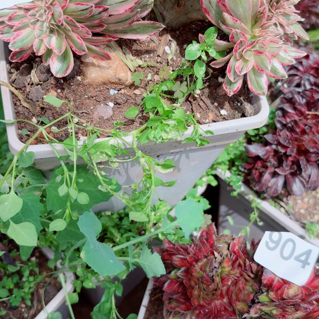 我905 号多肉清货断枝不包损