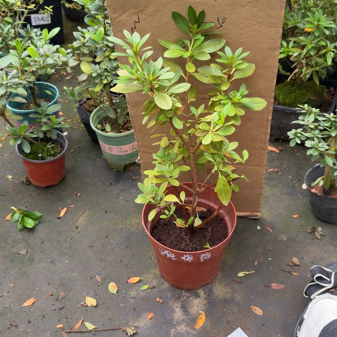 陈***林完全开放桃梅锦杜鹃花