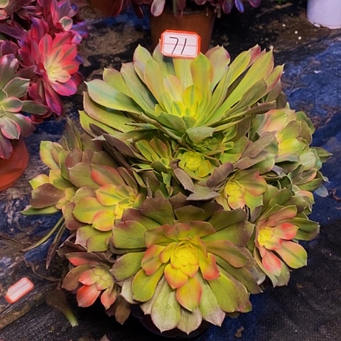 香妃捧花老桩法师71