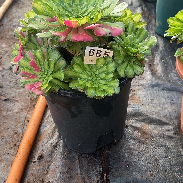 精品多肉植物0685