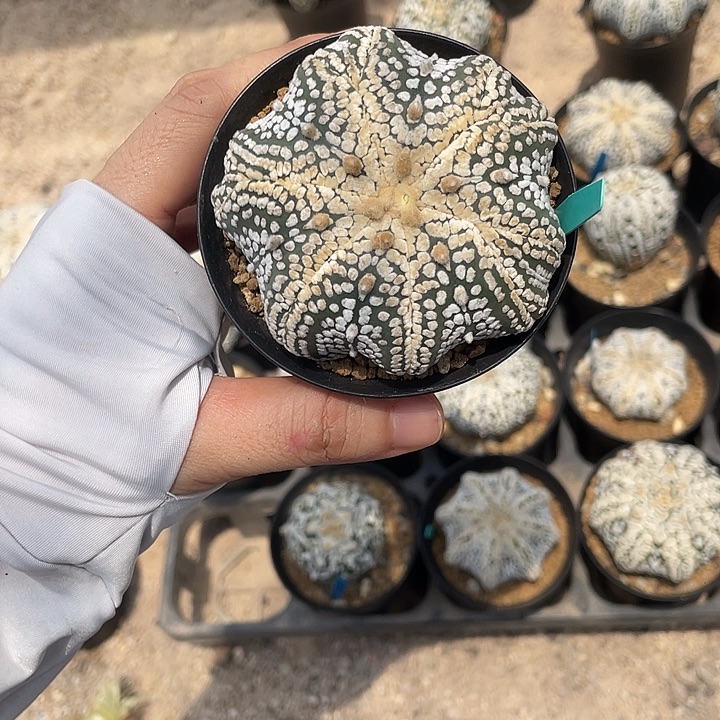 矮趴复棱海星瑕疵