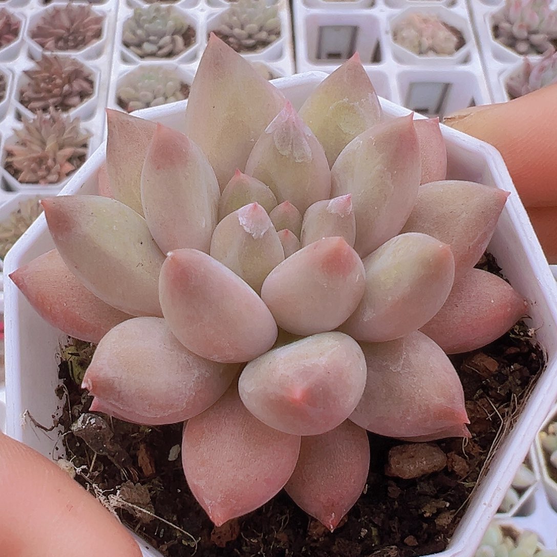 水晶球19包邮多肉