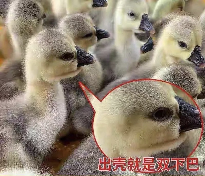 呆萌网红宠物狮头鸭鹅顺丰速运包邮