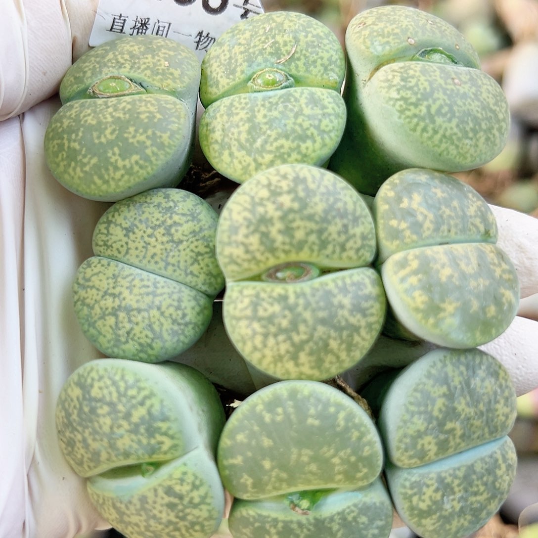 8455 好养易活生石花大母本9个