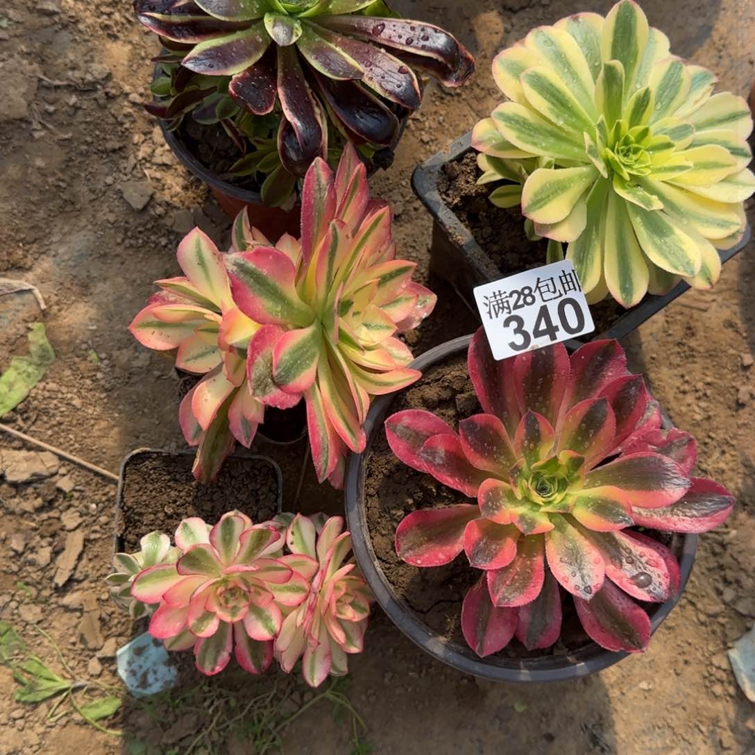 多肉小苗340满28包邮断枝不包5棵瑕疵