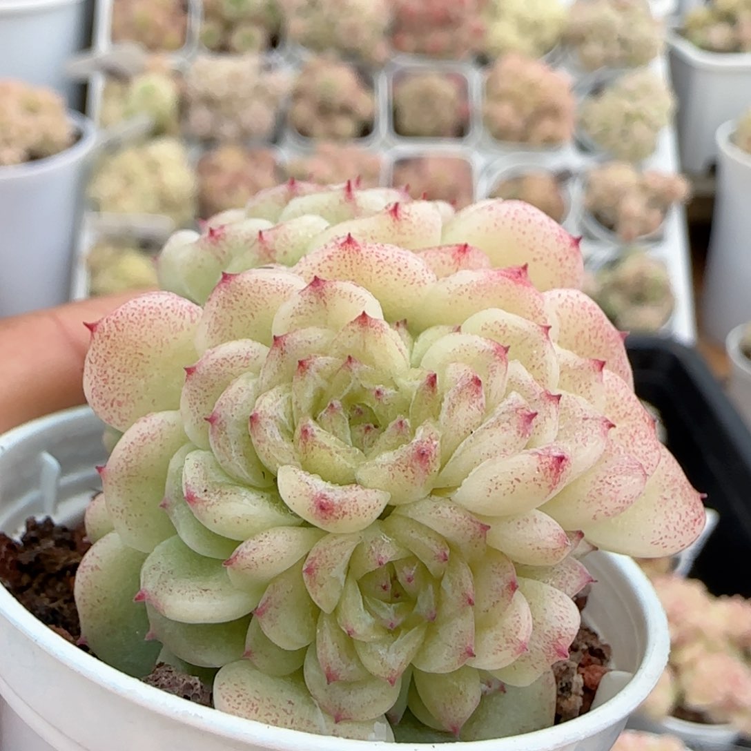 【闪购商品】0214-101优选麦杆