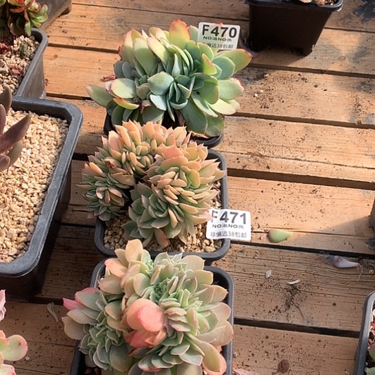 ****丽470 471 472 三颗一起