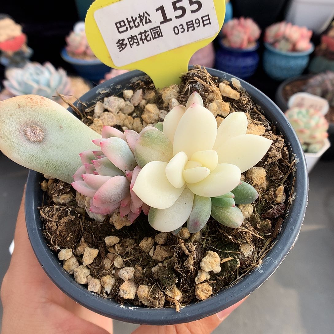 155梦露锦多肉植物
