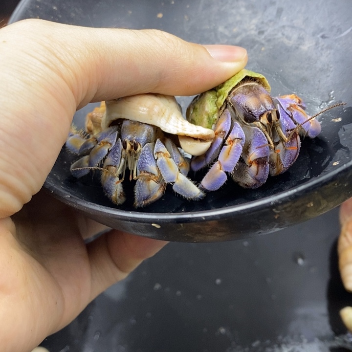 两只一起出148带走不议价