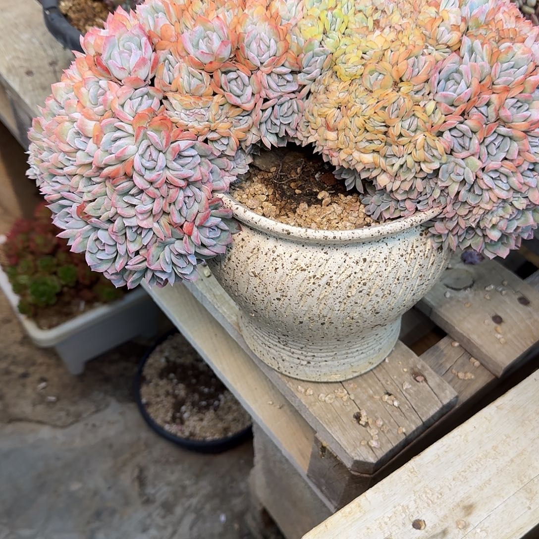 小***珠多肉植物多肉植物