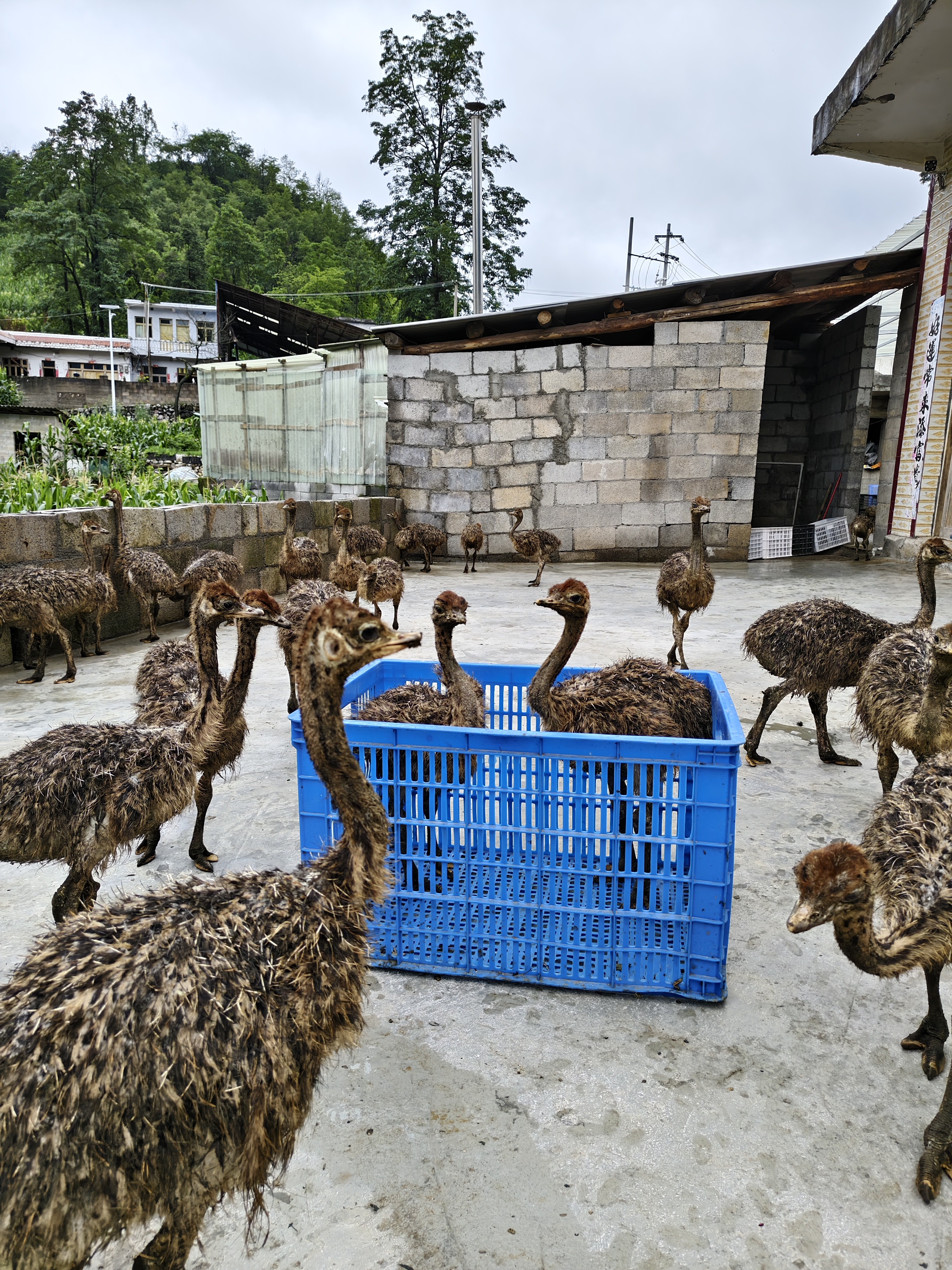 顺丰发货打包收纳筐蓝色