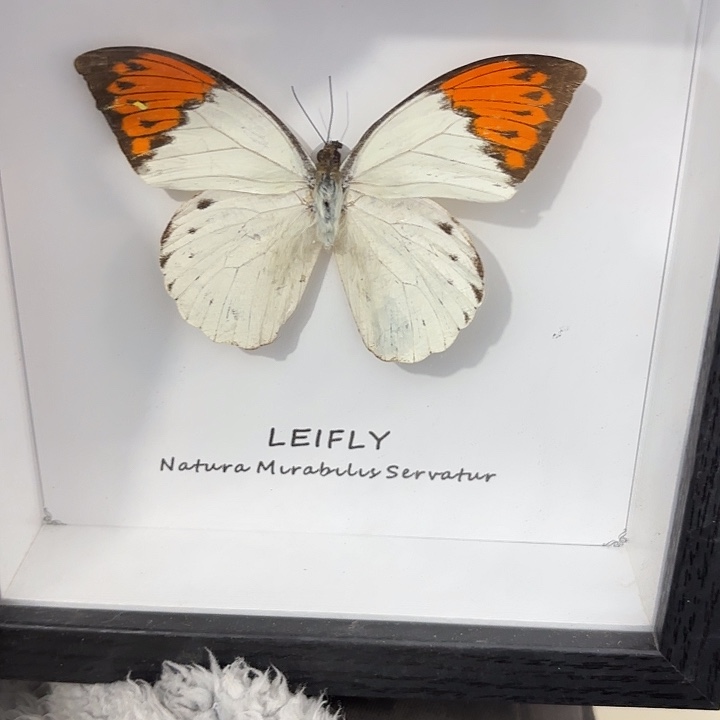 小***毛蝴蝶标本定制837@