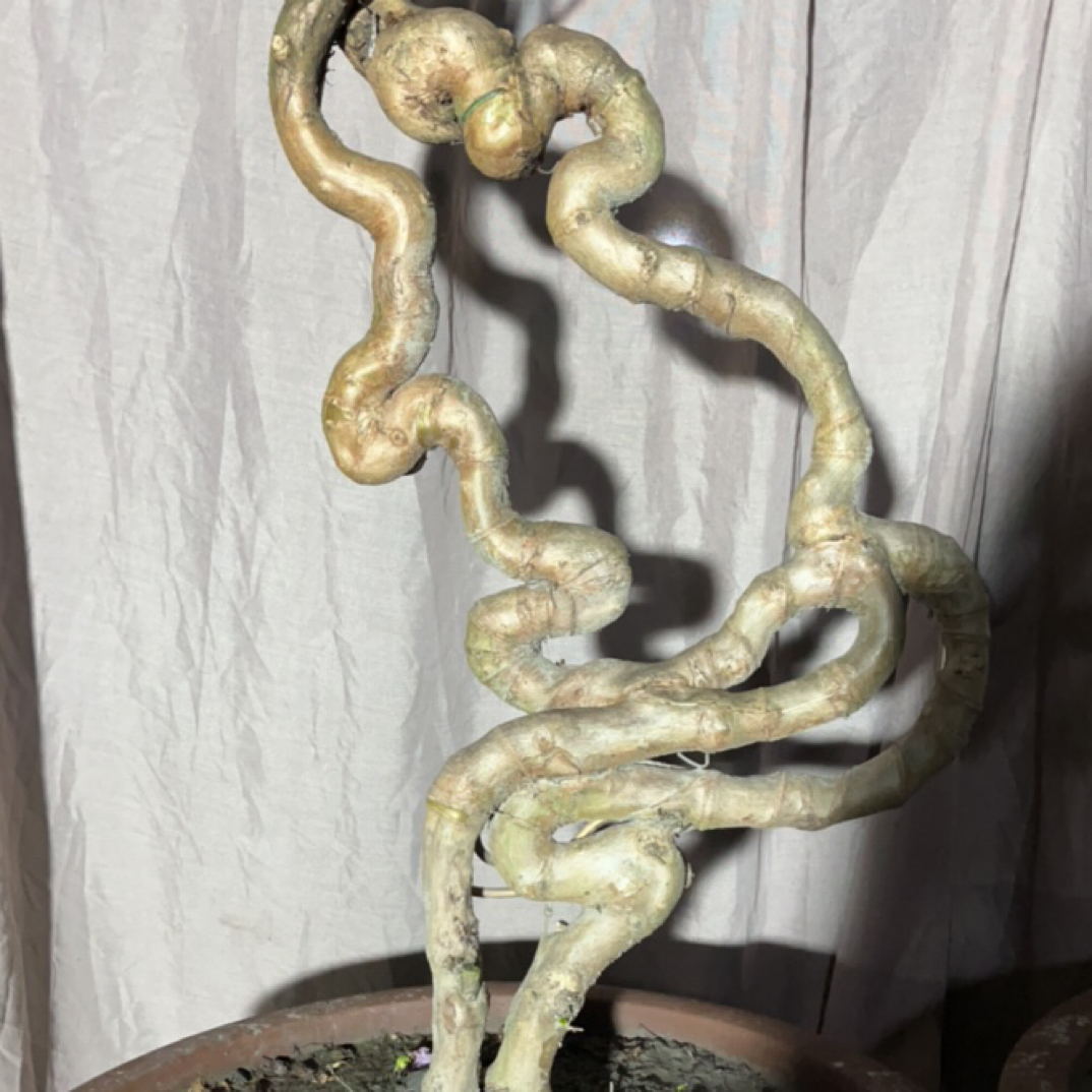 不锈钢木质手链 紫薇编制的十二生肖 鼠