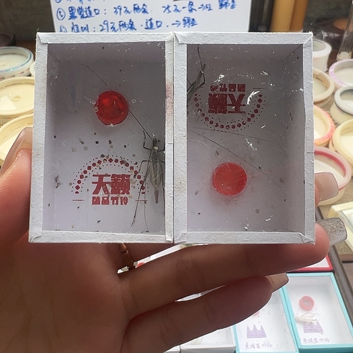 天籁黑紫竹蛉一只