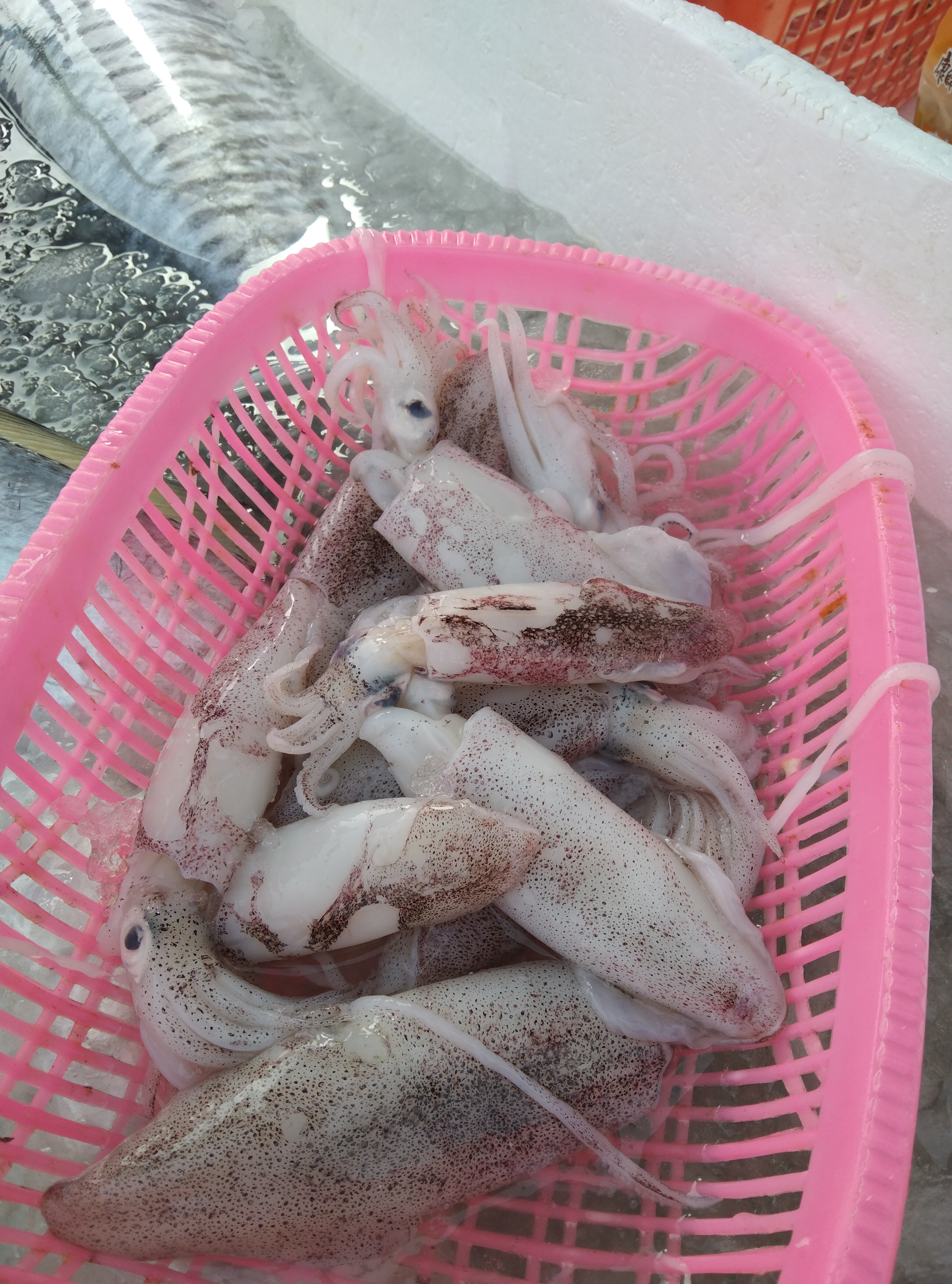 广东湛江新鲜鱿鱼