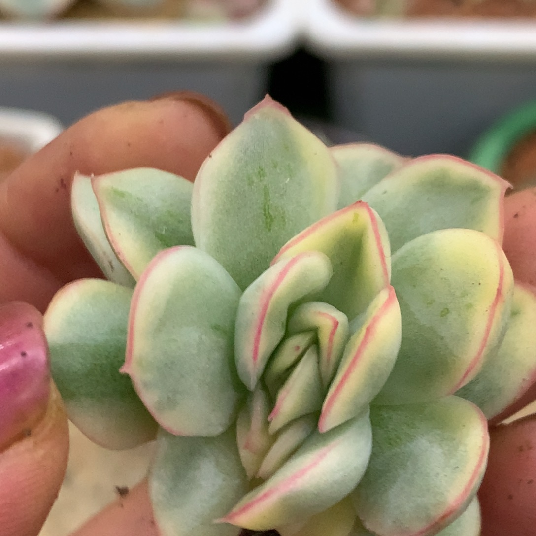 东云杂锦锦锦锦锦集