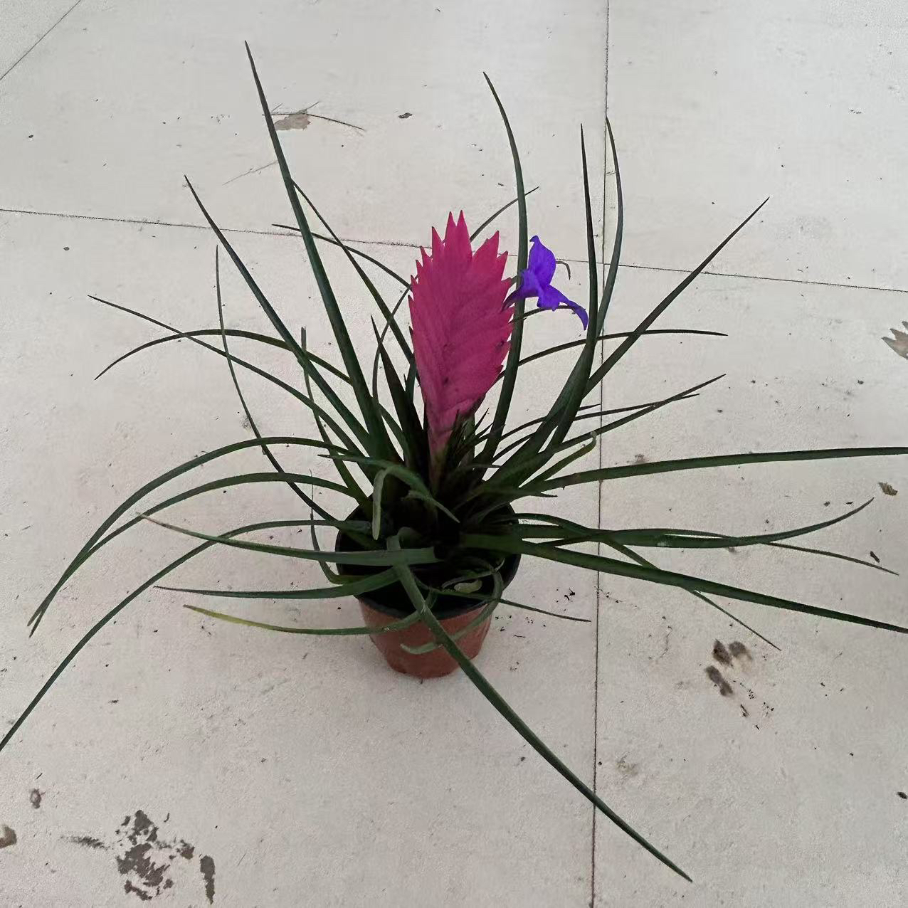 铁兰花盆栽紫花凤梨带花剑花苞室内四季好养绿植