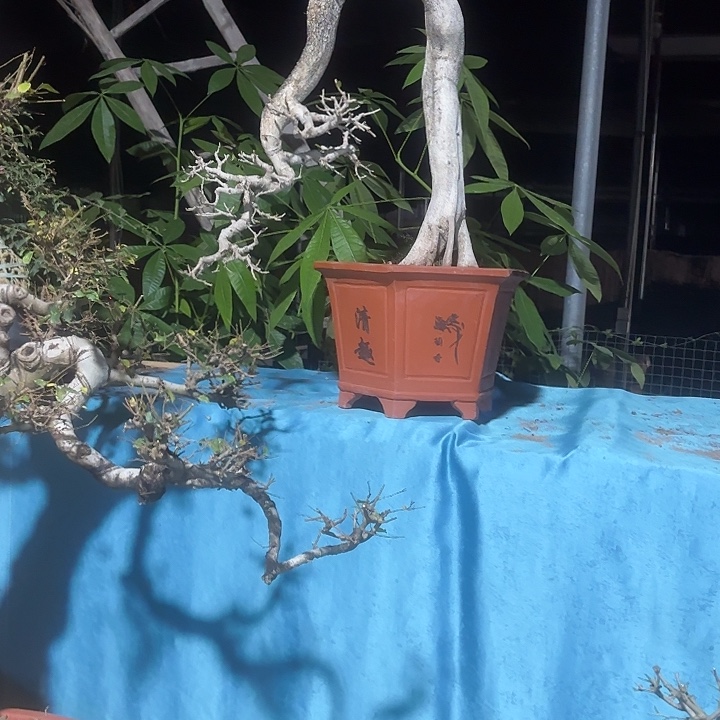 葛***强无花朵哈哈哈哈哈啊