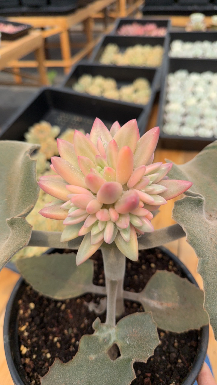 红蜻蜓锦8头多肉植物